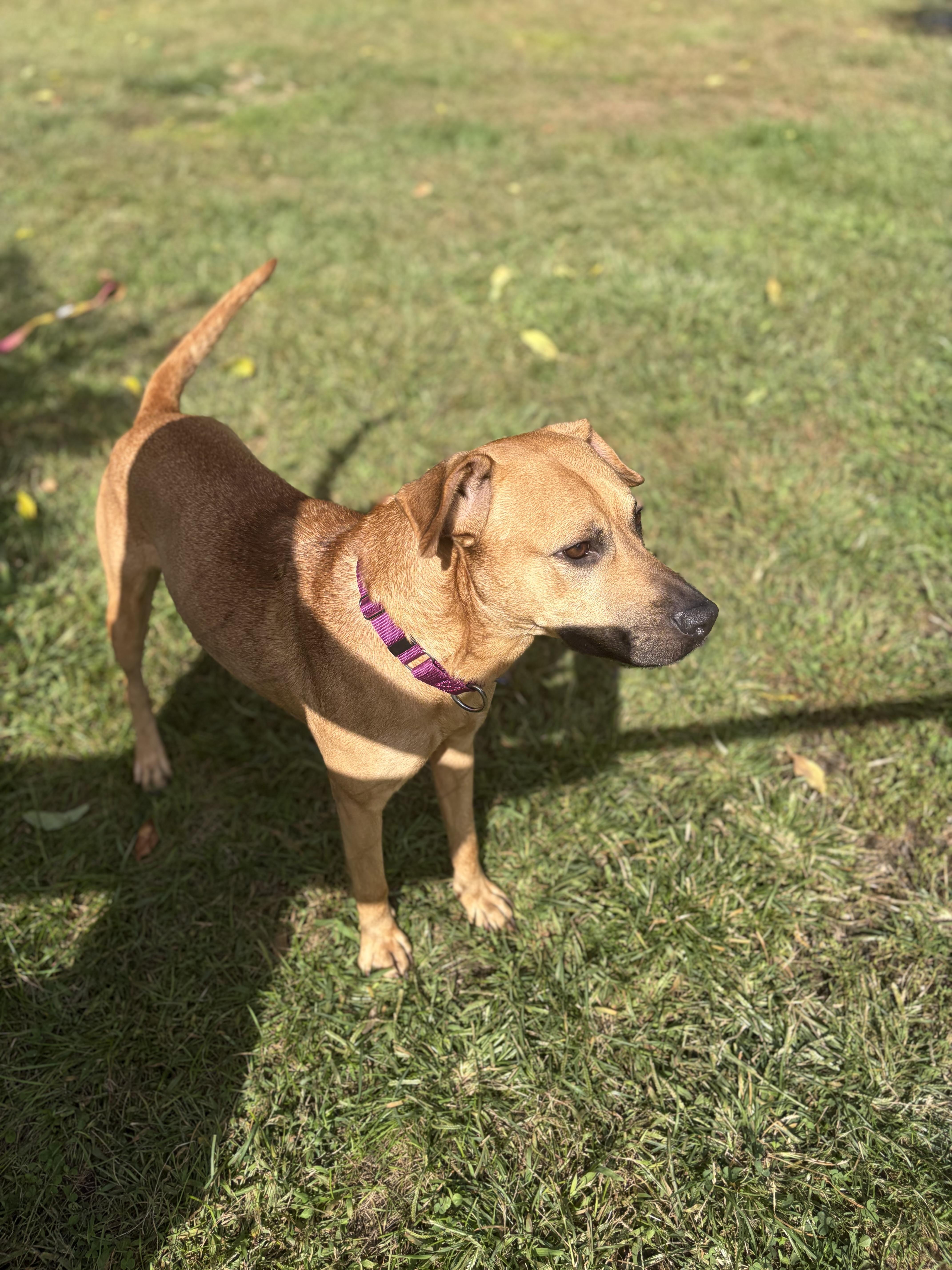 Enlarge Malcolm, a Adopted Black Mouth Cur in AQUEBOGUE, NY image 2/2