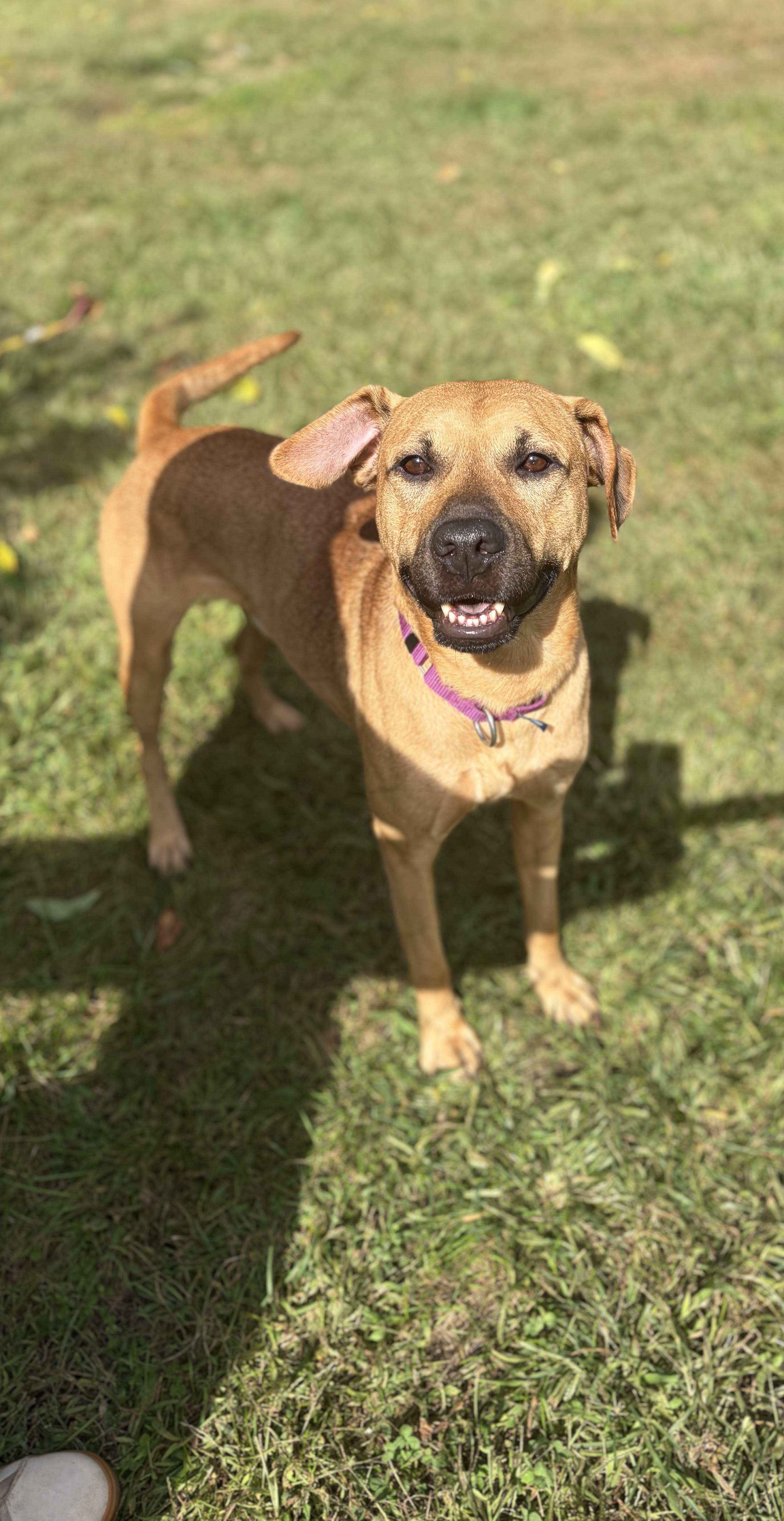 Enlarge Malcolm, a Adopted Black Mouth Cur in AQUEBOGUE, NY image 1/2