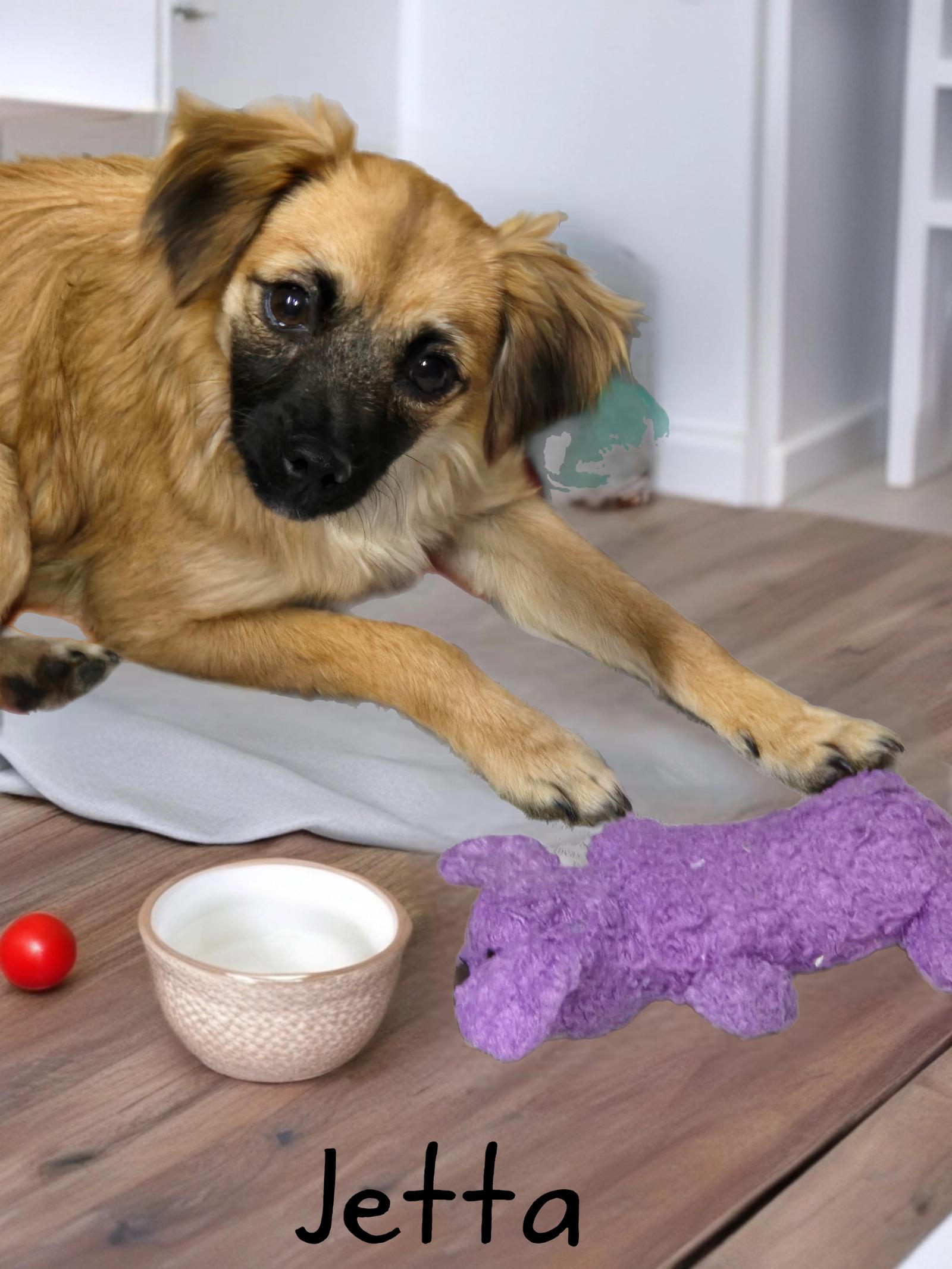 Enlarge Jetta, a Adopted Chihuahua in Phelan, CA image 1/1