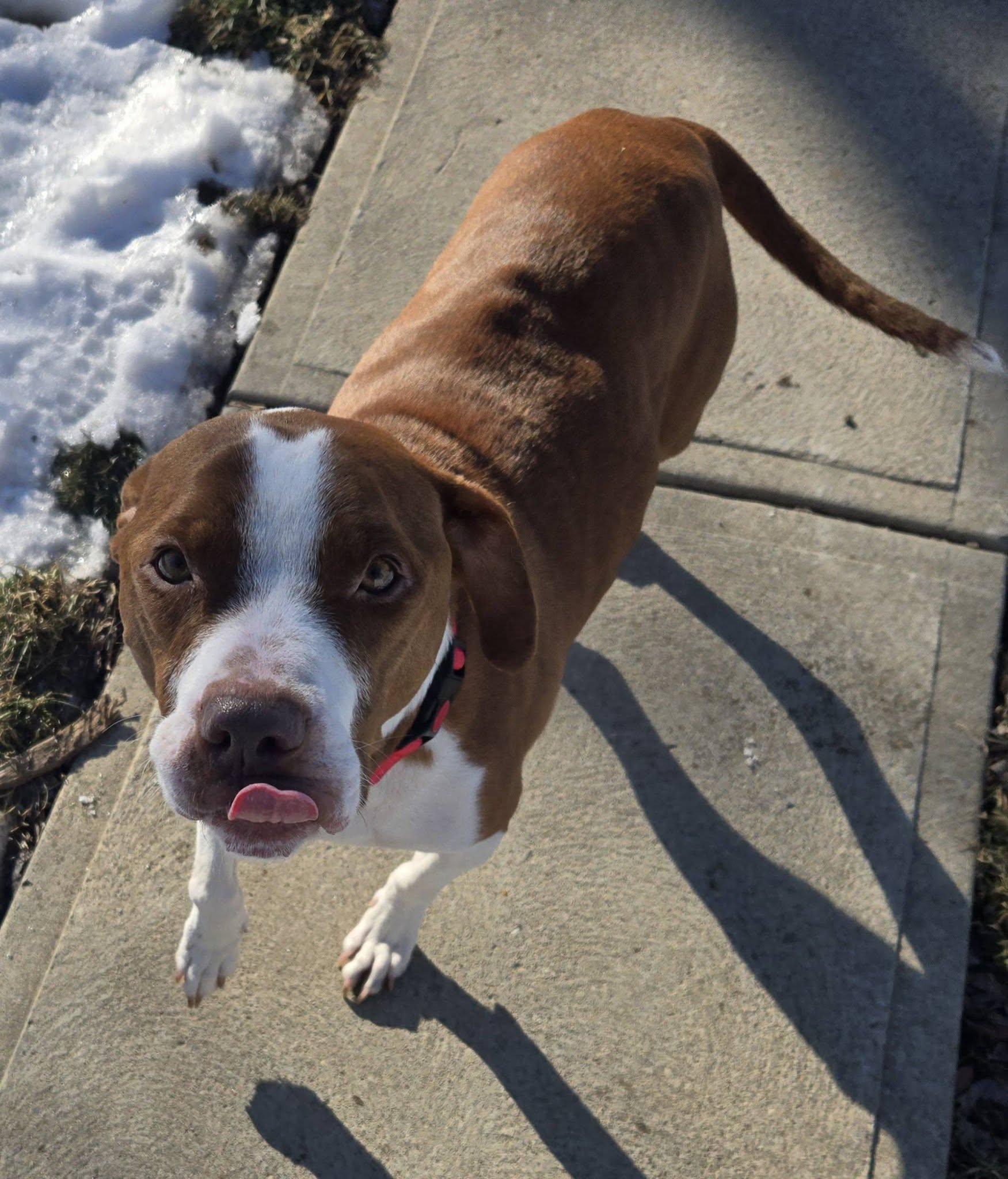 Enlarge Rusty, a ADOPTABLE mixed breed in Grafton, OH image 4/6