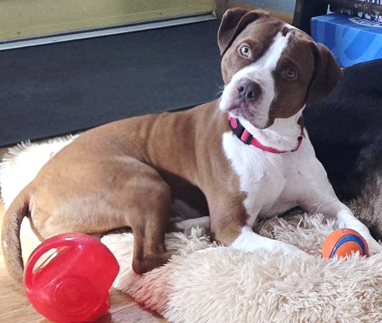 Enlarge Rusty, a ADOPTABLE mixed breed in Grafton, OH image 2/6