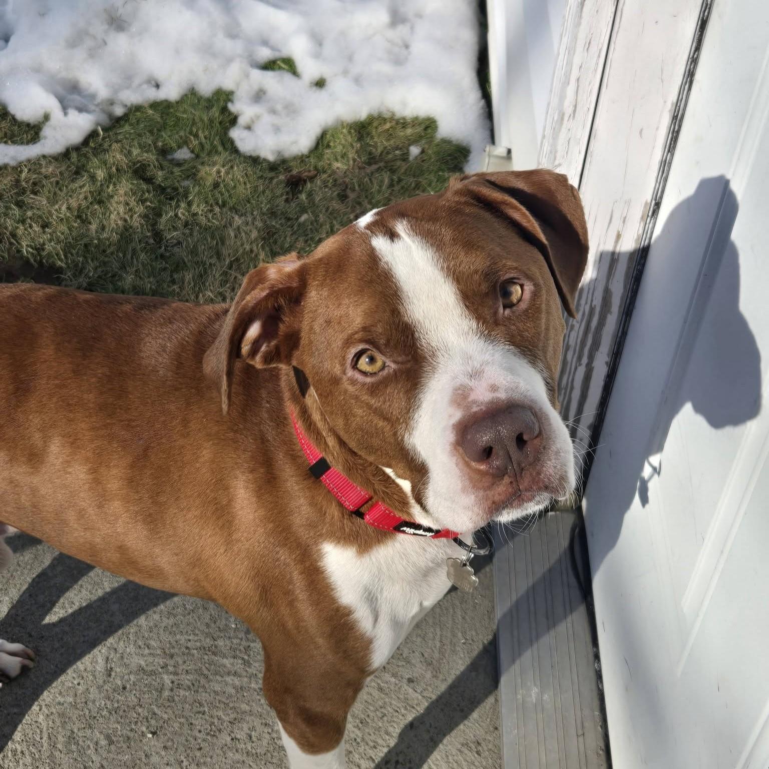Rusty, ADOPTABLE, Young Male Retriever & Hound.