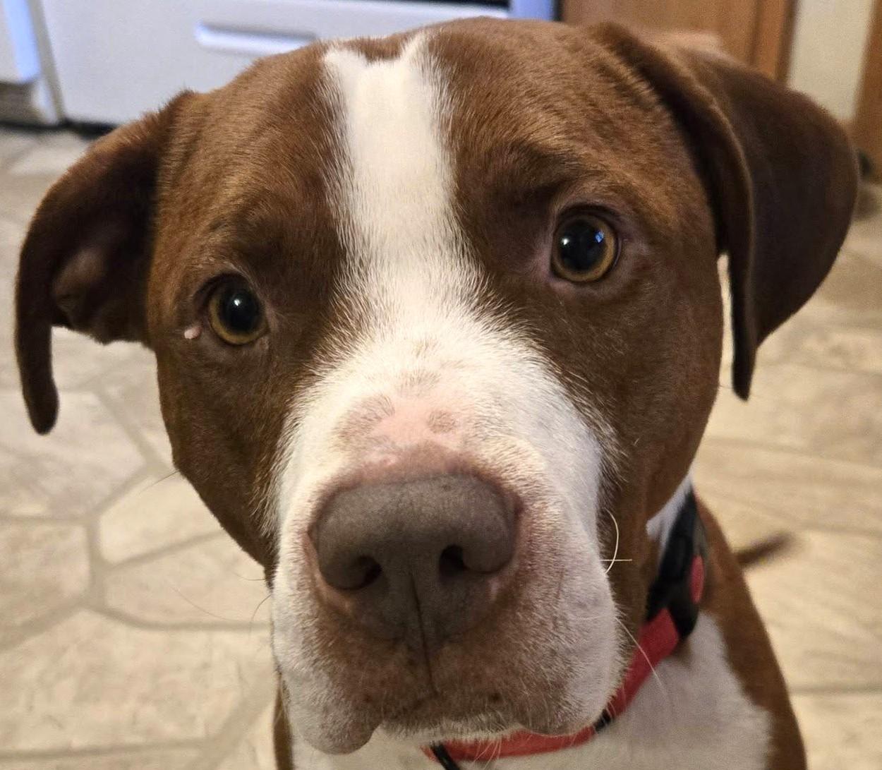 Enlarge Rusty, a ADOPTABLE mixed breed in Grafton, OH image 3/6