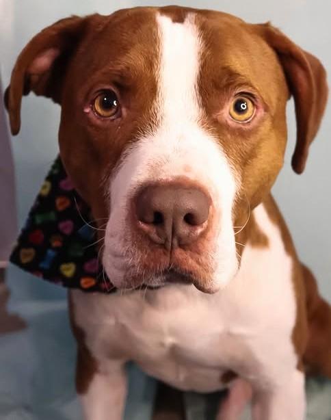 Enlarge Rusty, a ADOPTABLE mixed breed in Grafton, OH image 6/6