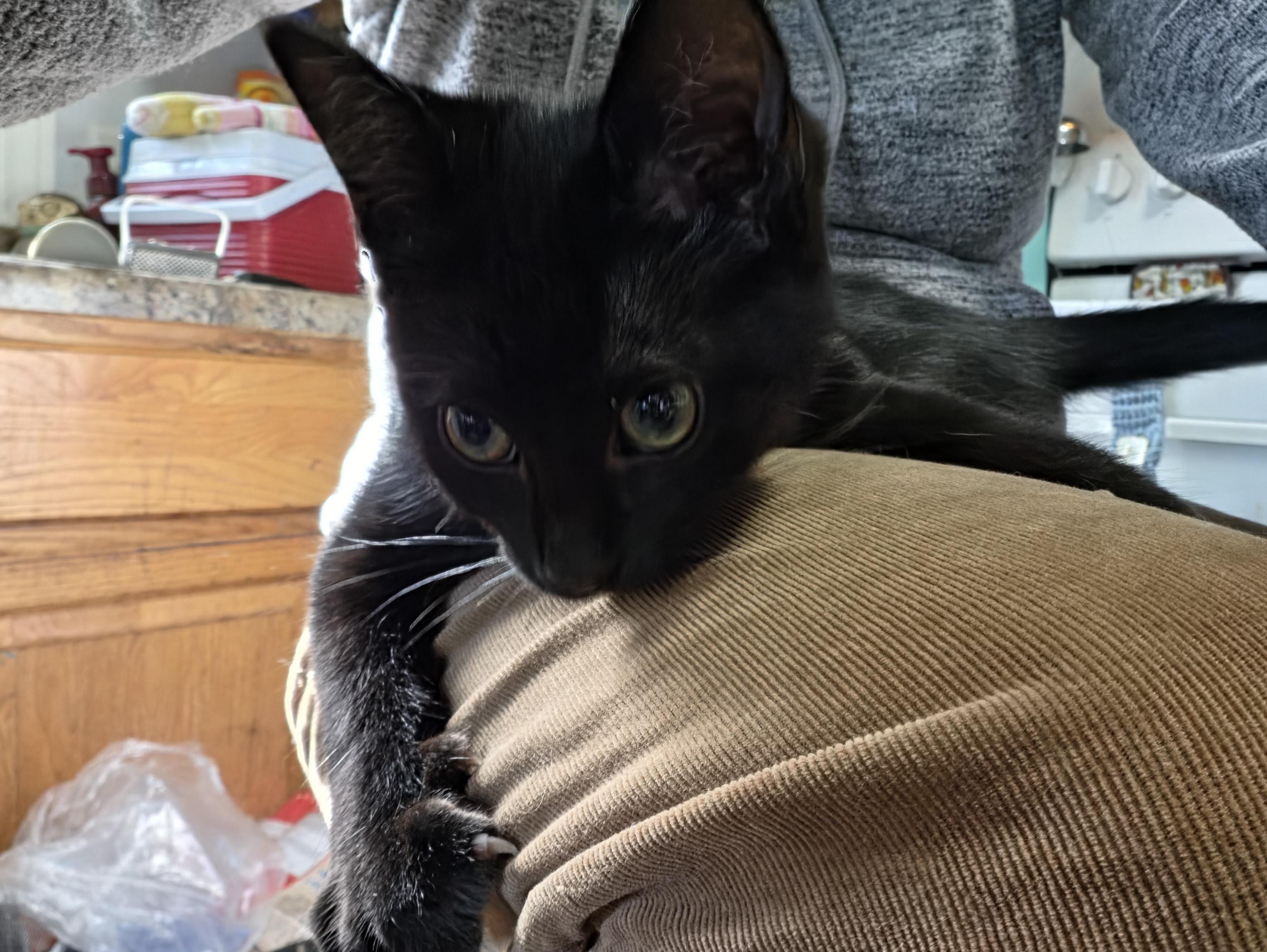 Enlarge Matilda, a Adoptable Domestic Short Hair in Crookston, MN image 1/6