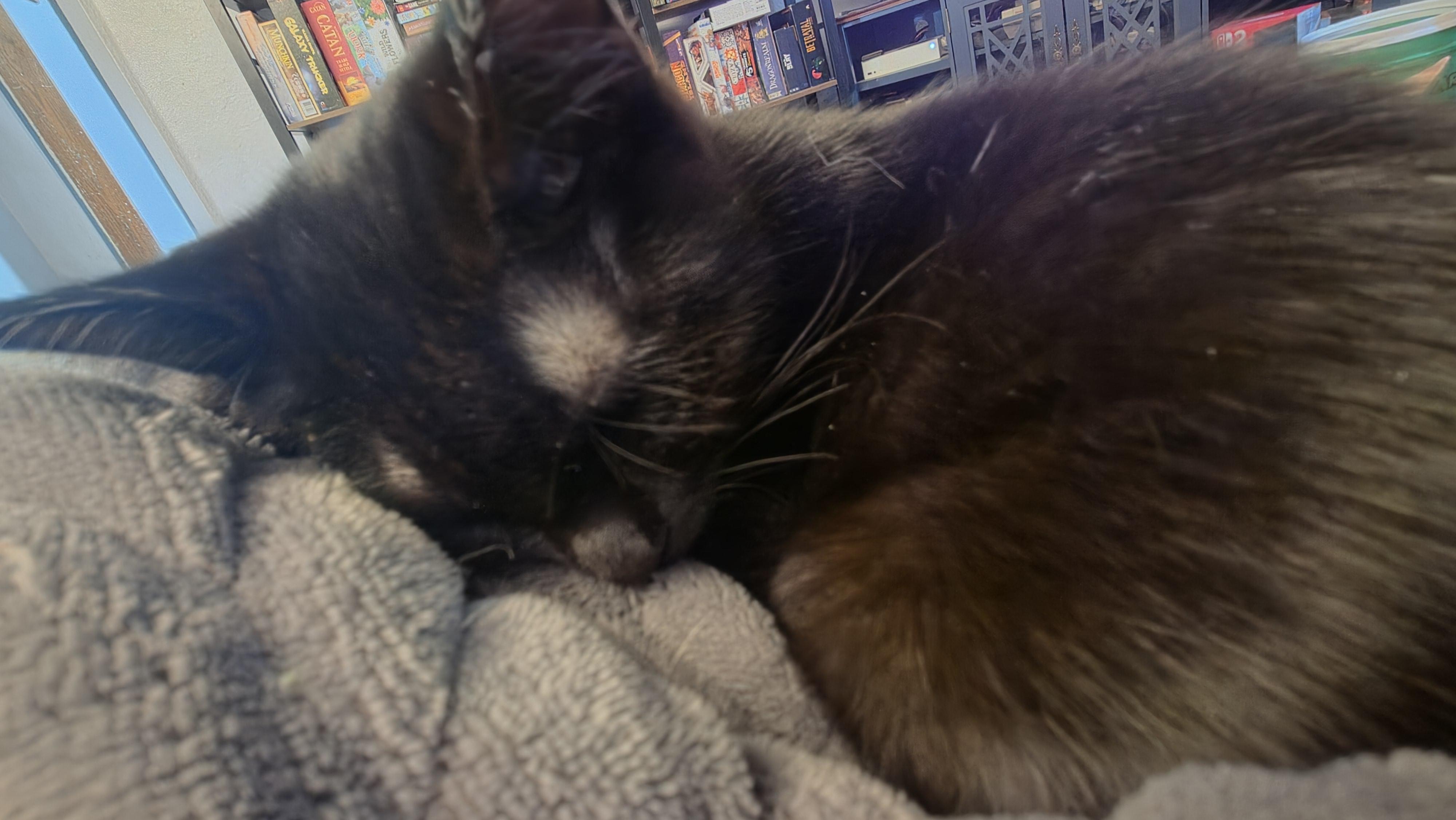 Enlarge Matilda, a Adoptable Domestic Short Hair in Crookston, MN image 2/6