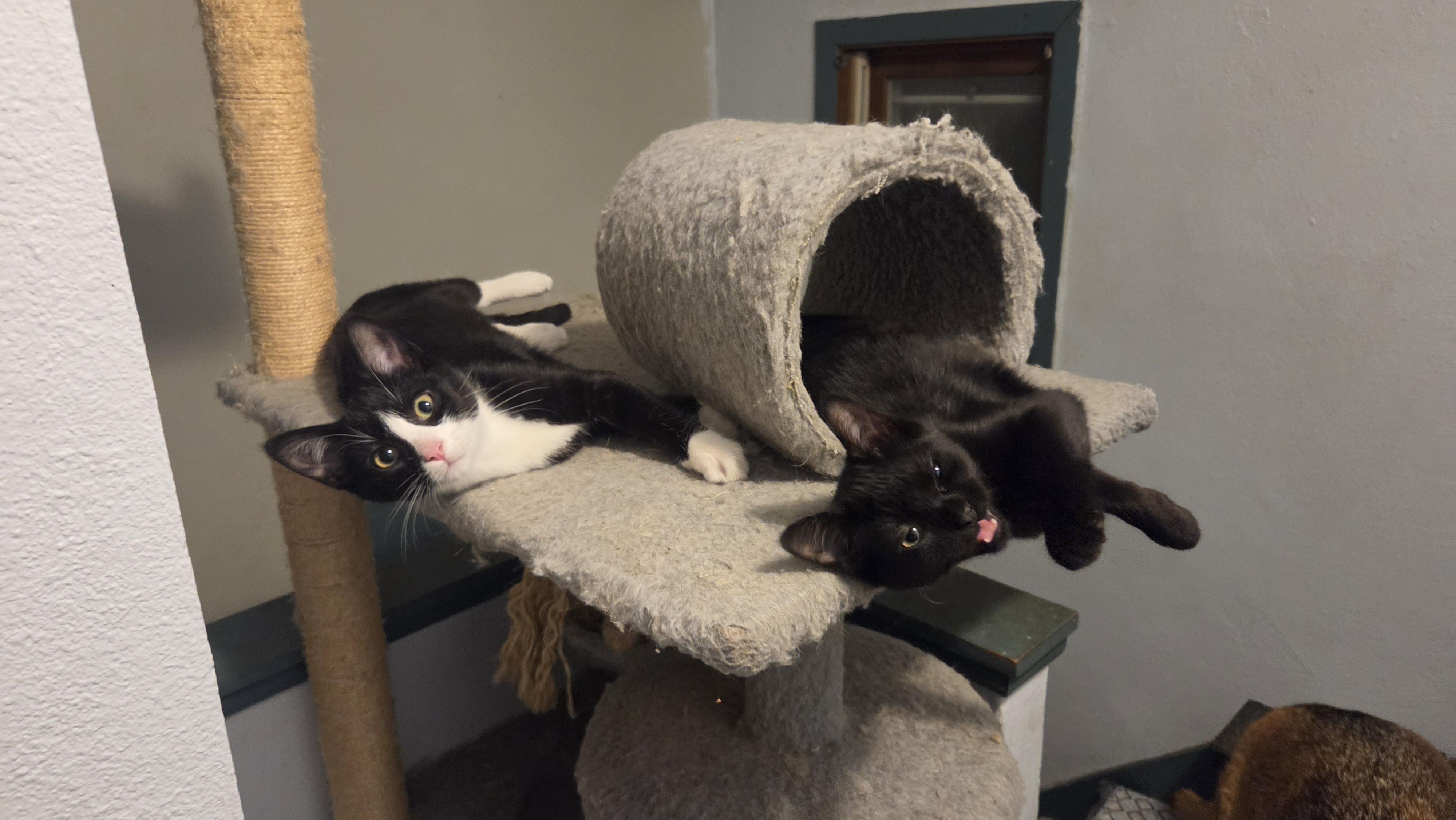 Enlarge Matilda, a Adoptable Domestic Short Hair in Crookston, MN image 3/6