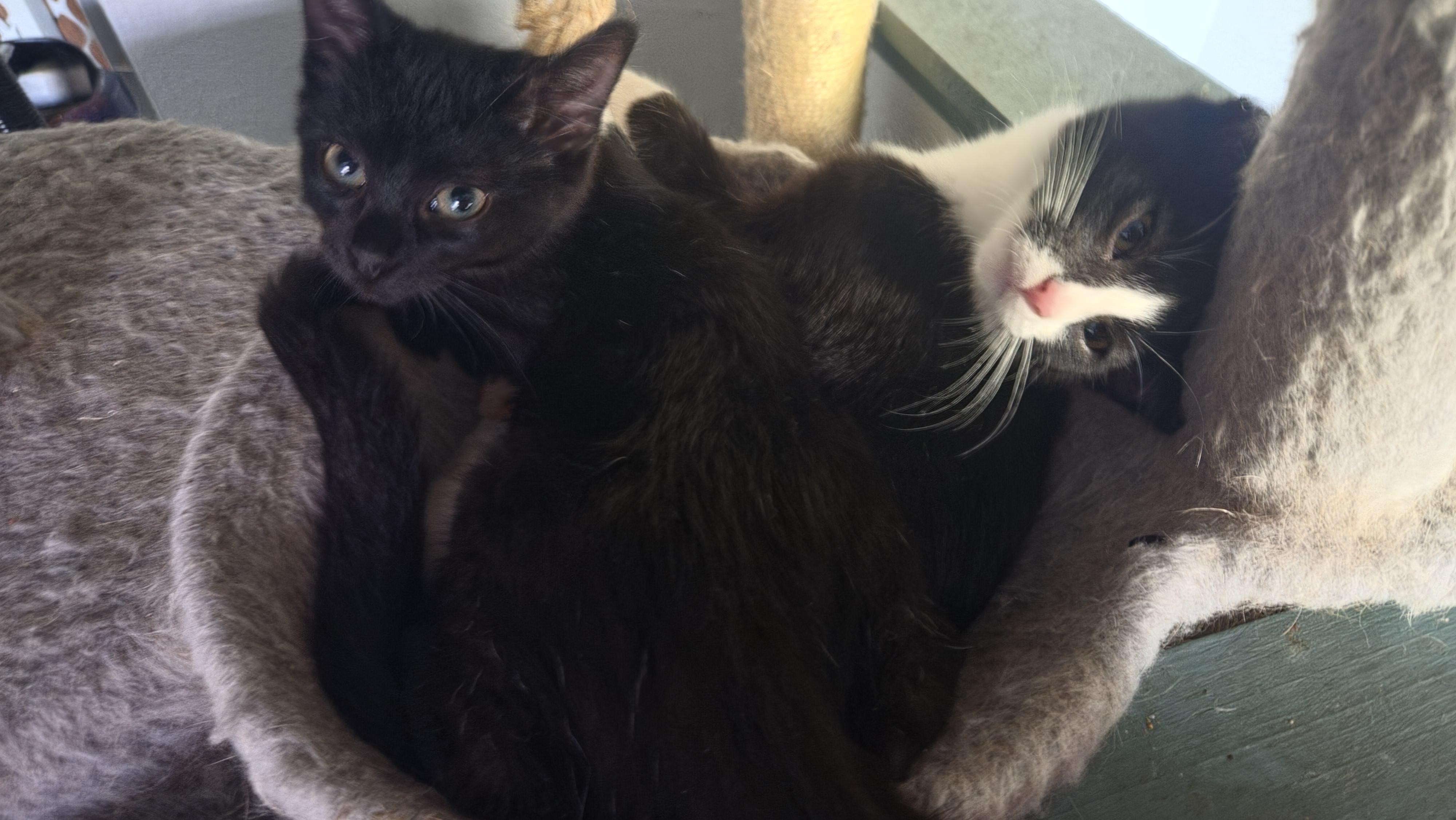 Enlarge Matilda, a Adoptable Domestic Short Hair in Crookston, MN image 4/6
