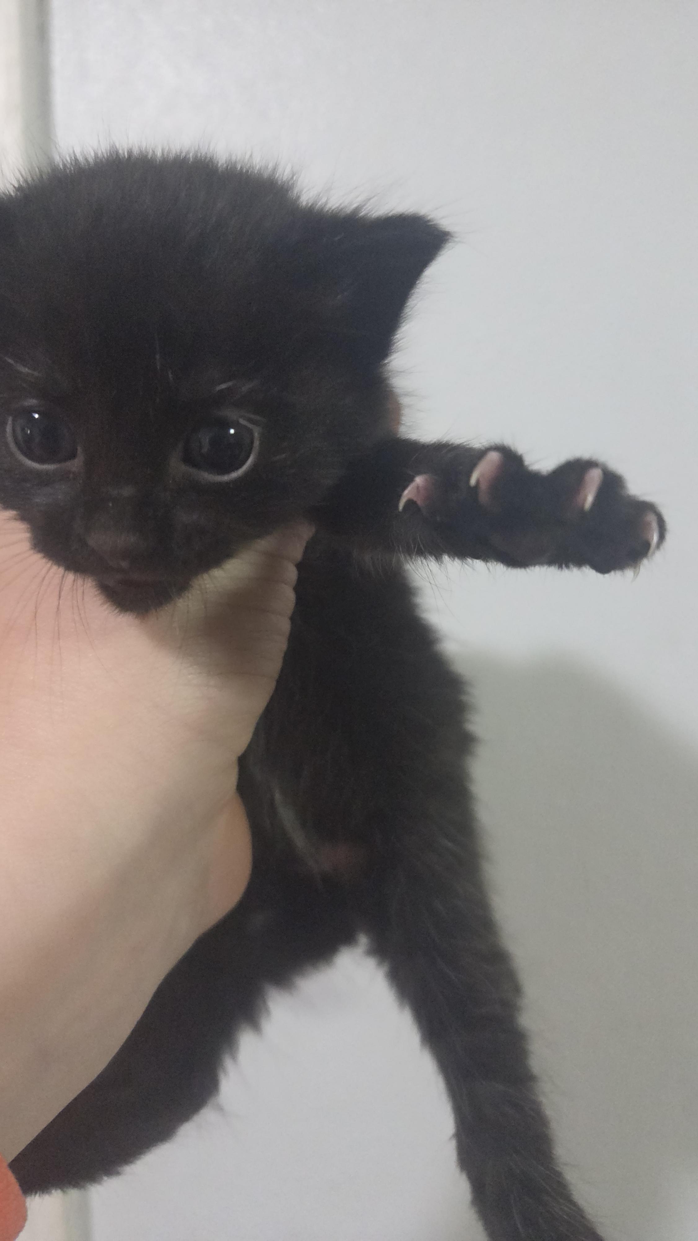 Matilda, Adoptable, Kitten Female Domestic Short Hair.