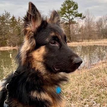 Derek, Adoptable, Young Male German Shepherd Dog.