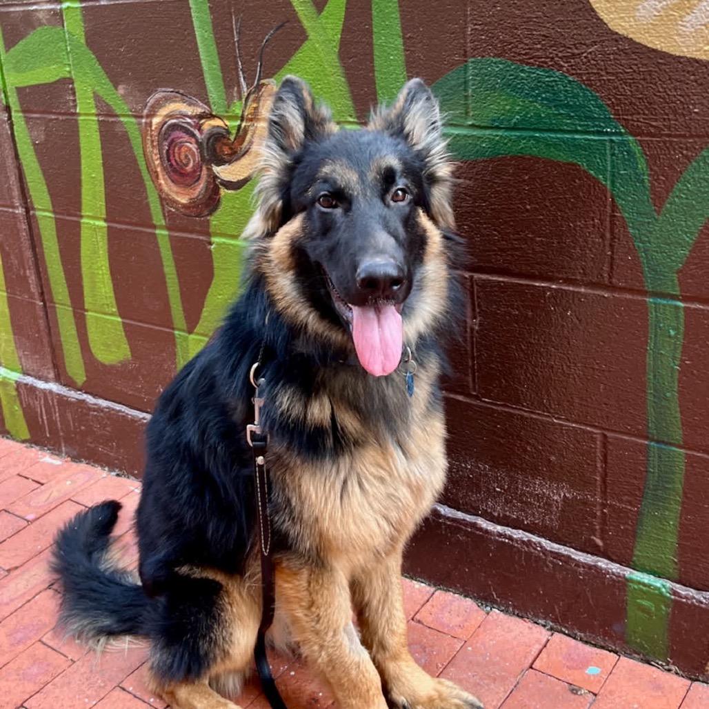 Enlarge Derek, a Adoptable German Shepherd Dog in Fulton, MO image 2/6