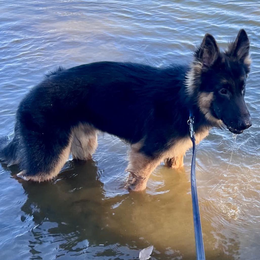 Enlarge Derek, a Adoptable German Shepherd Dog in Fulton, MO image 3/6