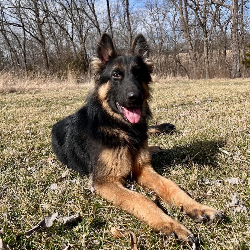 Enlarge Derek, a Adoptable German Shepherd Dog in Fulton, MO image 4/6