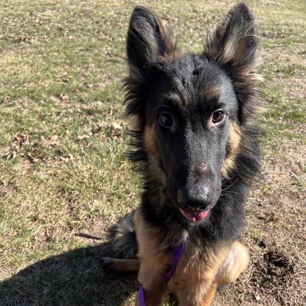 Enlarge Derek, a Adoptable German Shepherd Dog in Fulton, MO image 5/6