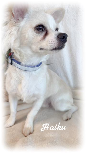 Enlarge Haiku, an adopted Chihuahua in Tulsa, OK image 5/6