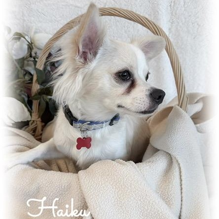 Enlarge Haiku, an adopted Chihuahua in Tulsa, OK image 2/6