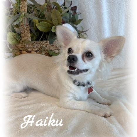 Enlarge Haiku, an adopted Chihuahua in Tulsa, OK image 1/6
