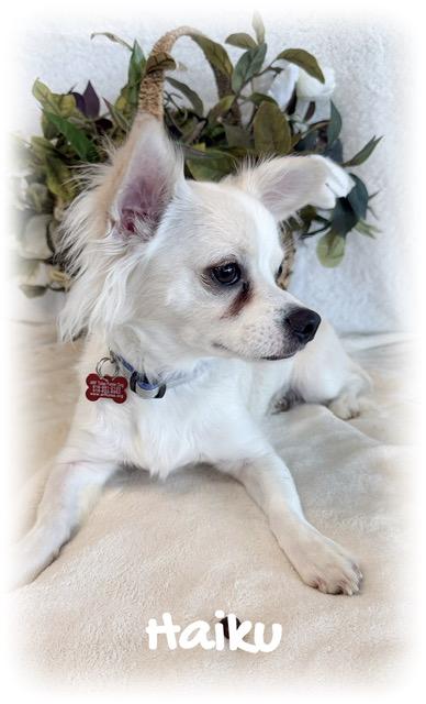 Enlarge Haiku, an adopted Chihuahua in Tulsa, OK image 4/6