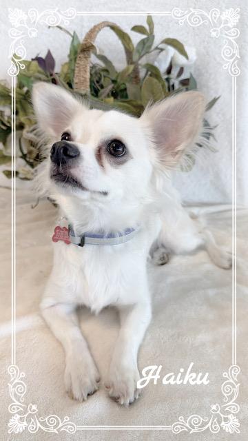 Enlarge Haiku, an adopted Chihuahua in Tulsa, OK image 3/6