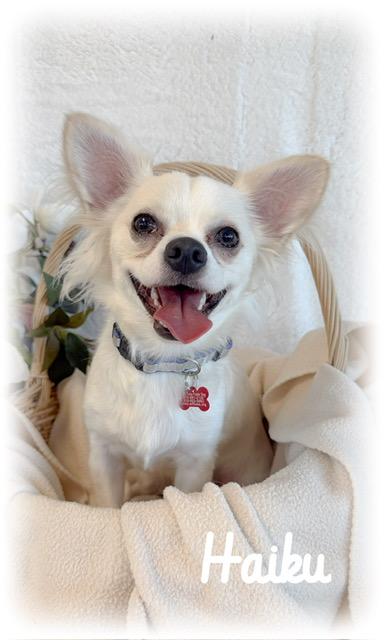Enlarge Haiku, an adopted Chihuahua in Tulsa, OK image 6/6