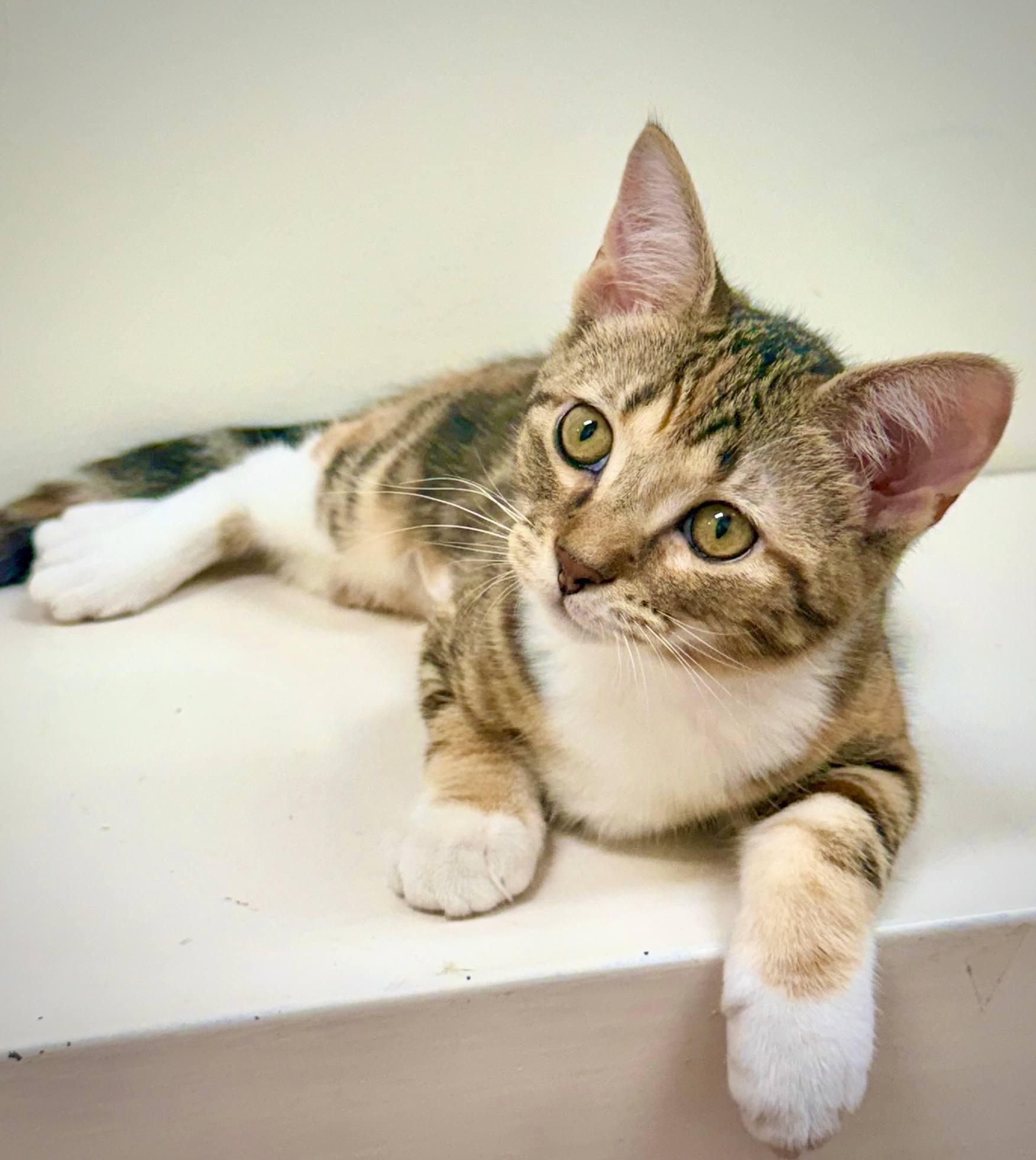 Willa, a Adopted mixed breed in Bloomington, IN image 1/3