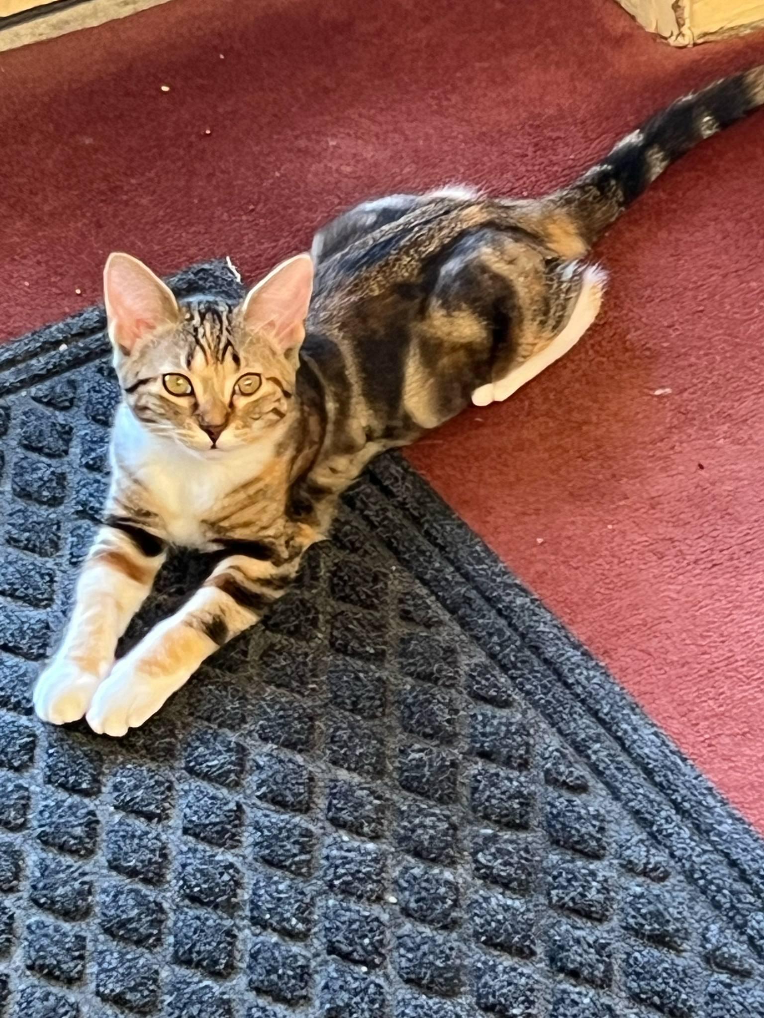 Willa, Adopted, Kitten Female Domestic Short Hair.