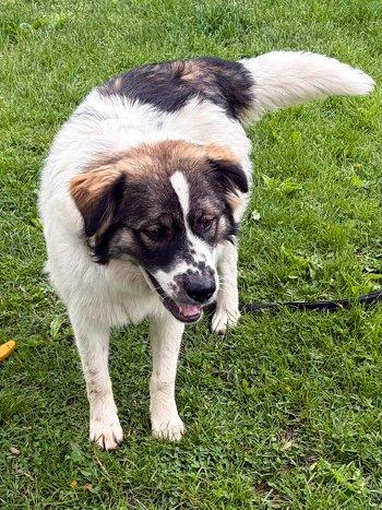 Koda, an adopted mixed breed in Bedford Hills, NY image 3/3