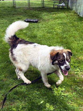 Koda, an adopted mixed breed in Bedford Hills, NY image 2/3