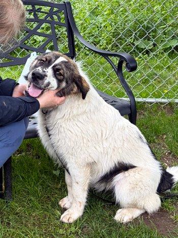 Koda, an adopted mixed breed in Bedford Hills, NY image 1/3