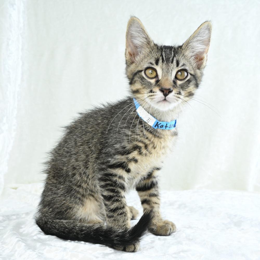 Katana, a Adoptable Domestic Short Hair in Mobile, AL image 1/6