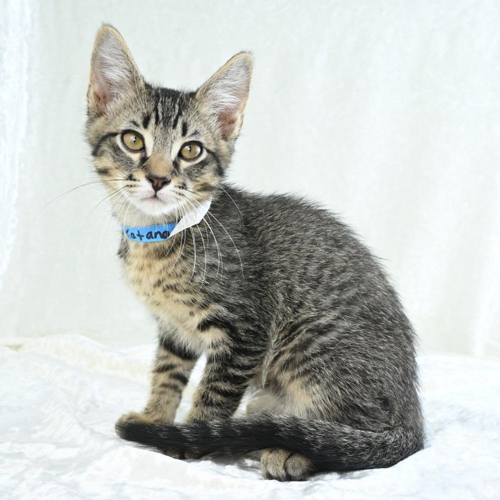 Katana, a Adoptable Domestic Short Hair in Mobile, AL image 2/6