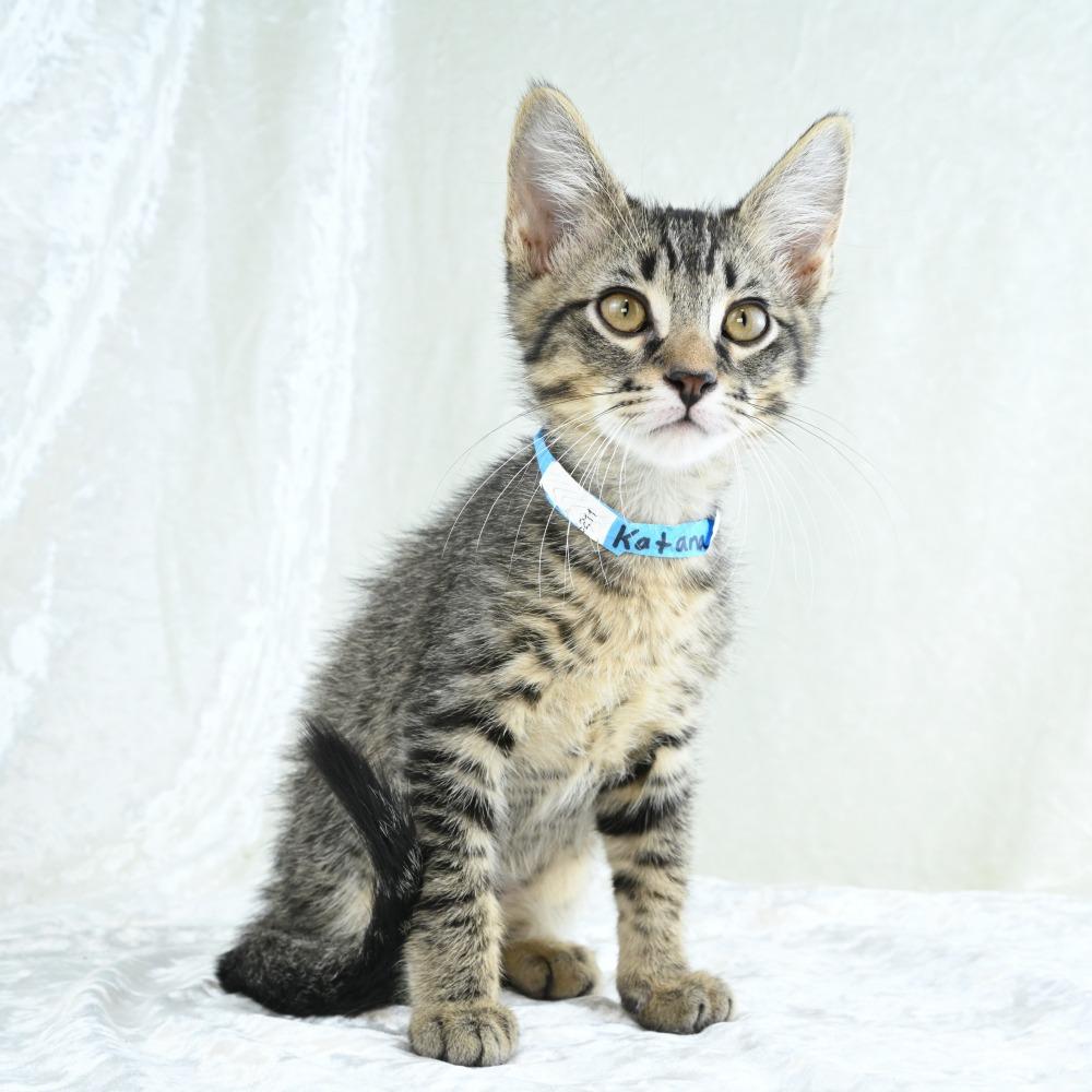 Katana, a Adoptable Domestic Short Hair in Mobile, AL image 3/6