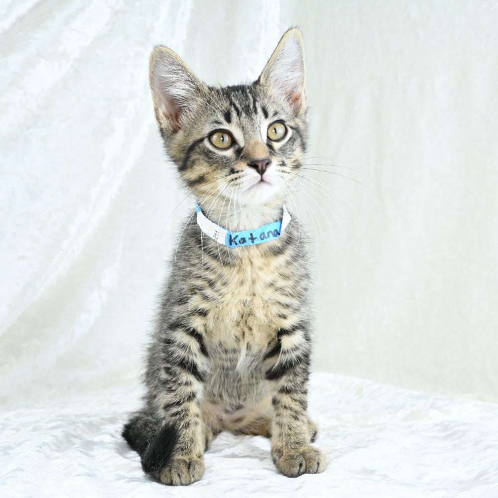 Katana, a Adoptable Domestic Short Hair in Mobile, AL image 4/6
