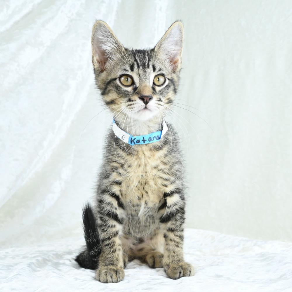 Katana, a Adoptable Domestic Short Hair in Mobile, AL image 5/6