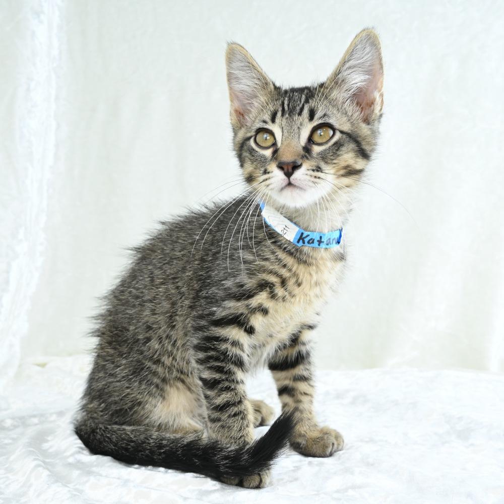 Katana, a Adoptable Domestic Short Hair in Mobile, AL image 6/6