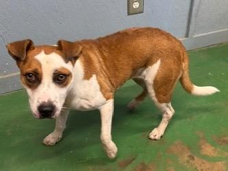Enlarge Maybelle 26, a Adoptable mixed breed in Brookhaven, MS image 1/2