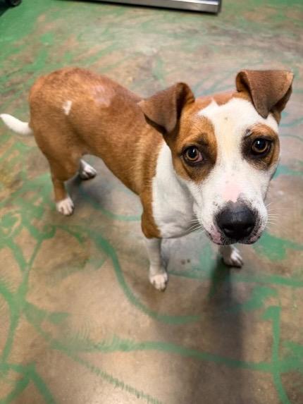 Enlarge Maybelle 26, a Adoptable mixed breed in Brookhaven, MS image 2/2