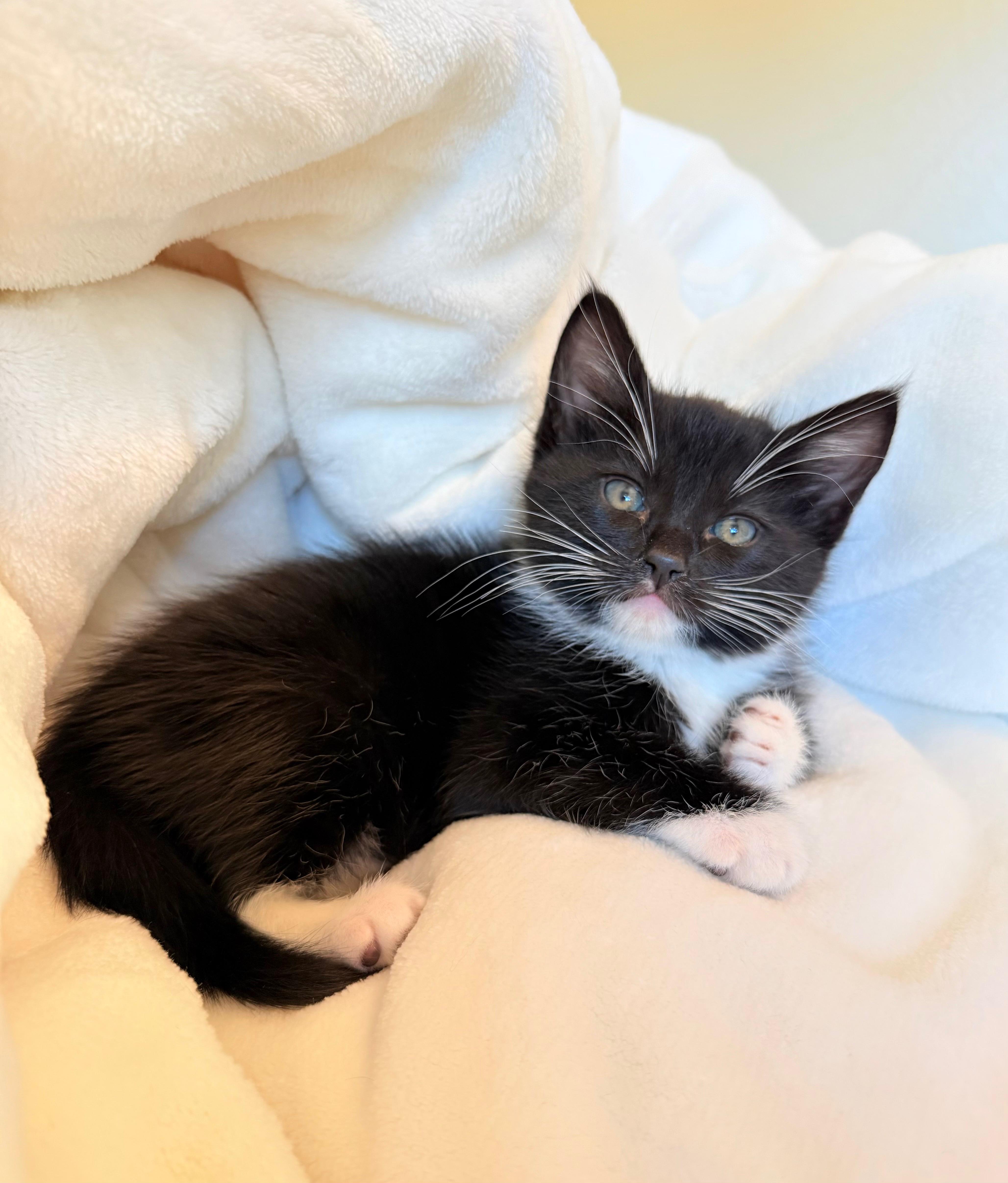 Brig, adopted, Kitten Male Domestic Medium Hair.