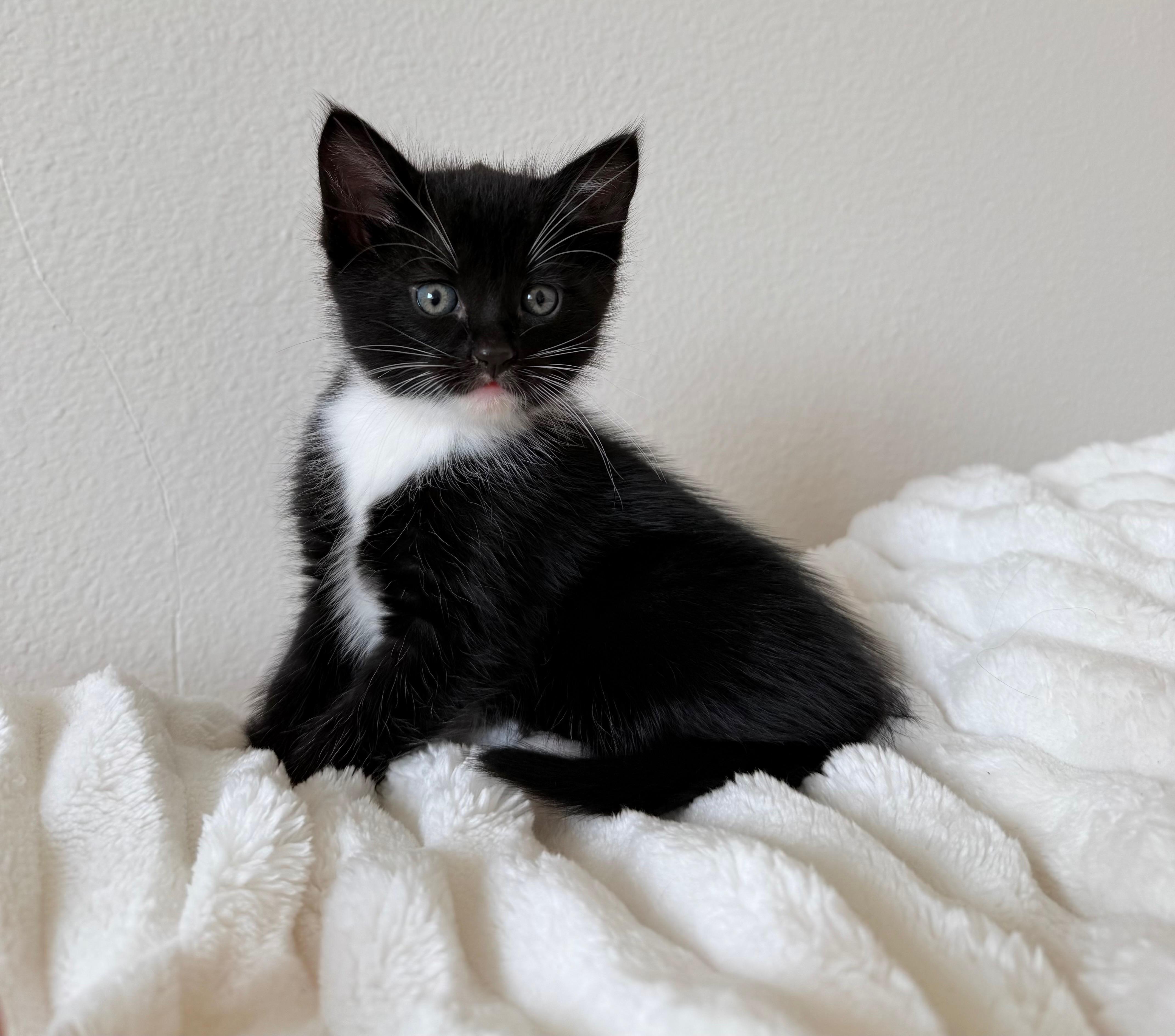 Enlarge Brig, an adopted Domestic Medium Hair in San Diego, CA image 4/5
