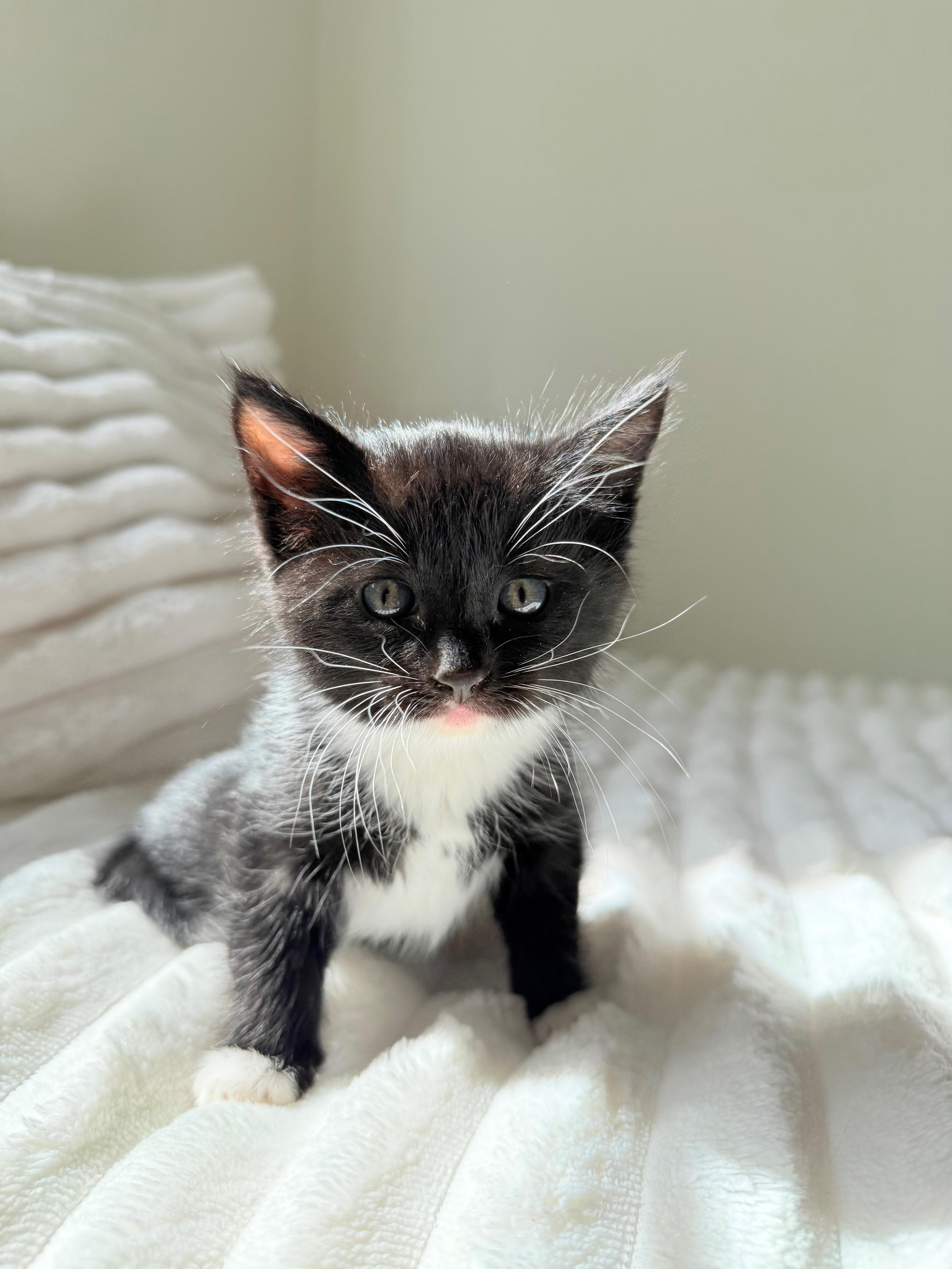 Enlarge Brig, an adopted Domestic Medium Hair in San Diego, CA image 5/5