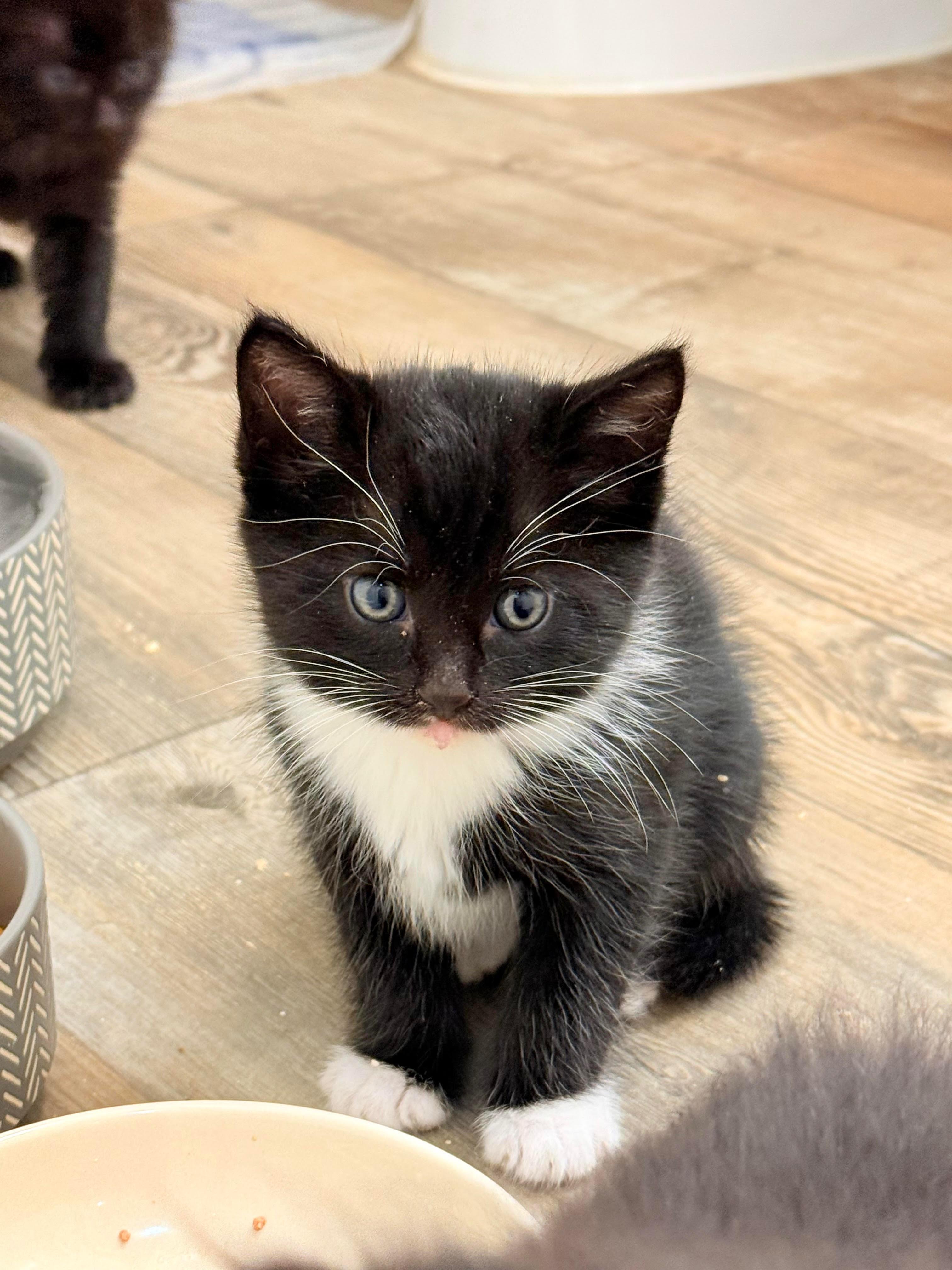 Enlarge Brig, an adopted Domestic Medium Hair in San Diego, CA image 2/5
