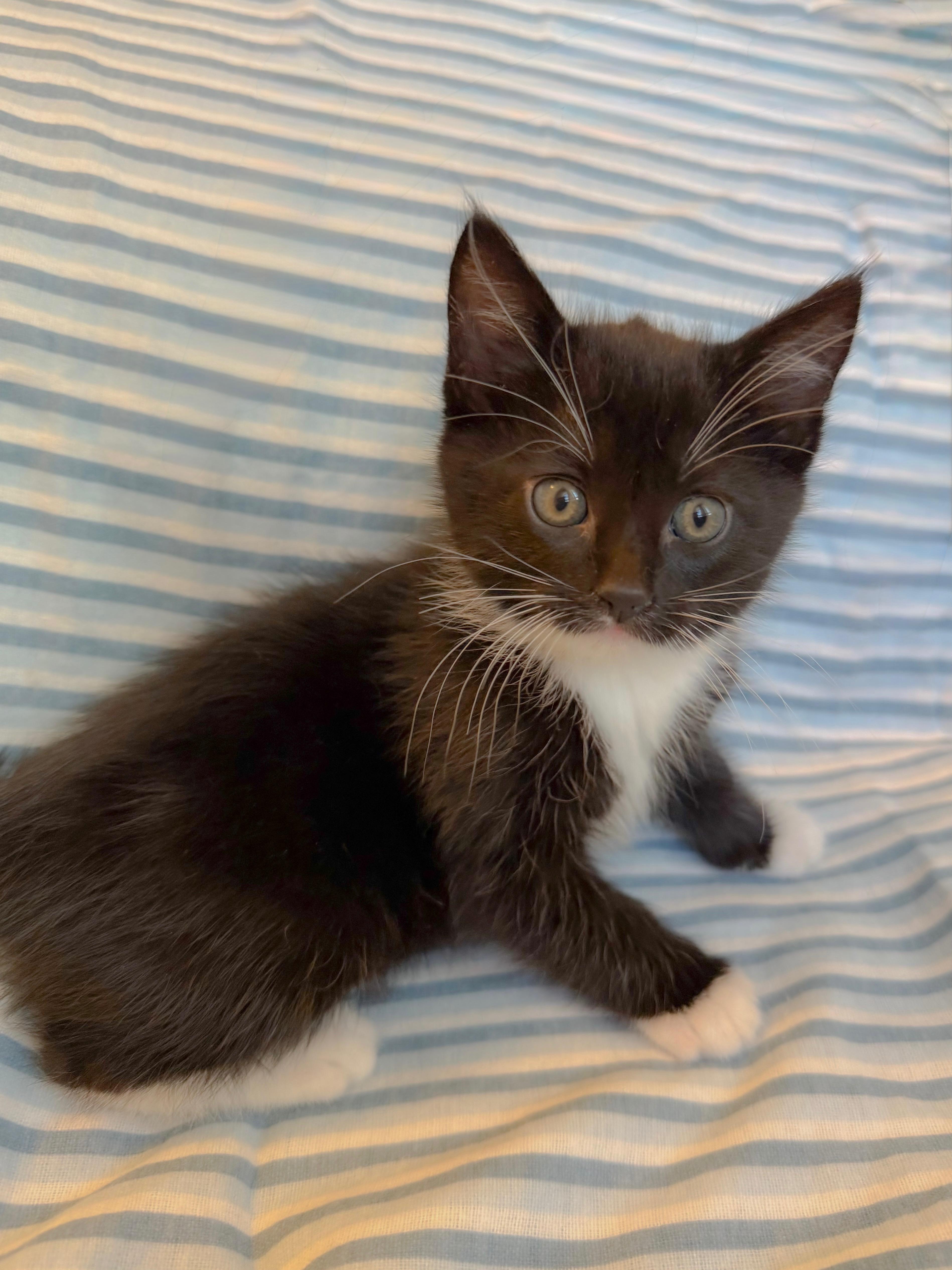 Enlarge Brig, an adopted Domestic Medium Hair in San Diego, CA image 3/5