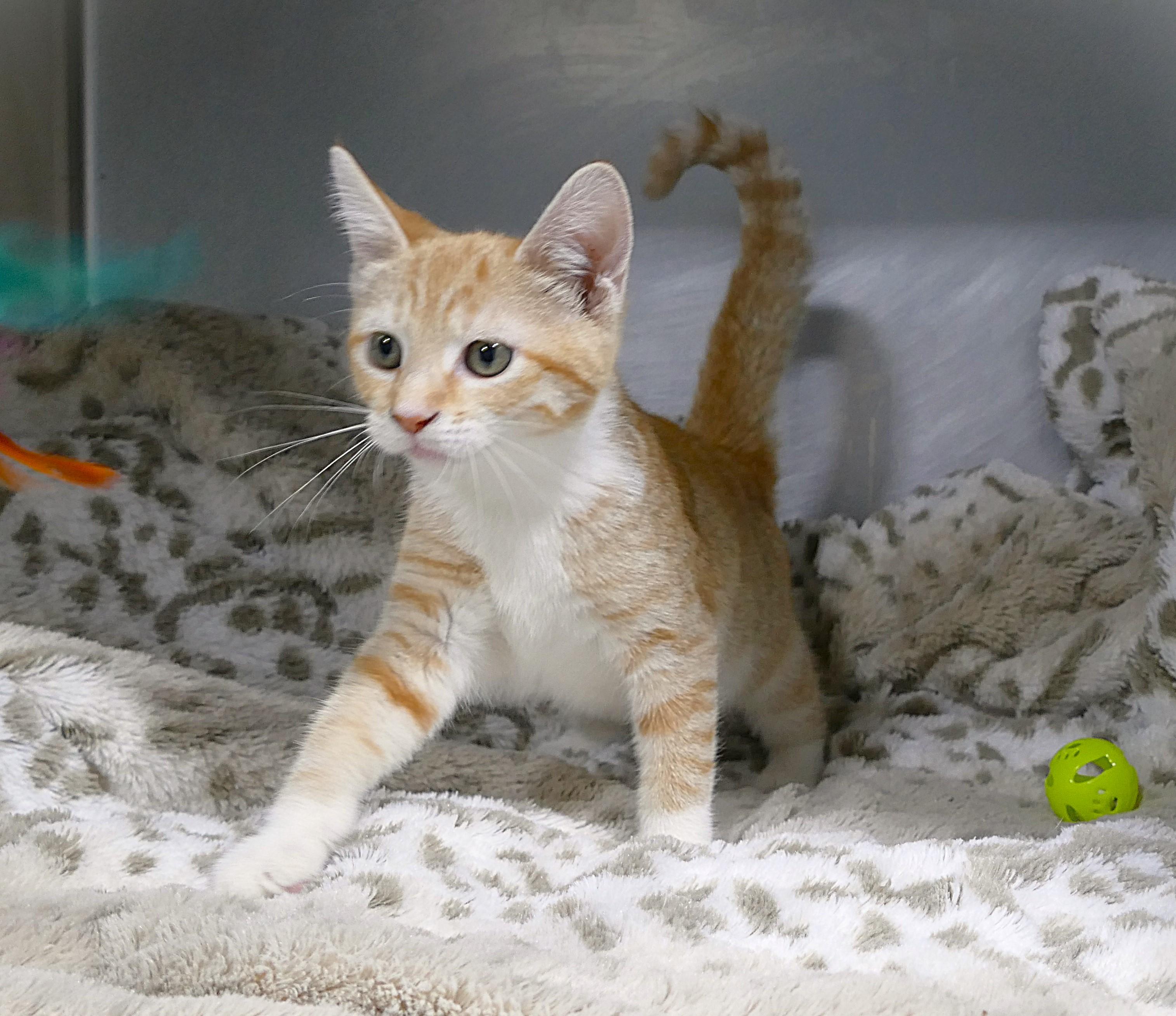 ALAYNA, a ADOPTABLE mixed breed in Beechbottom, WV image 4/4