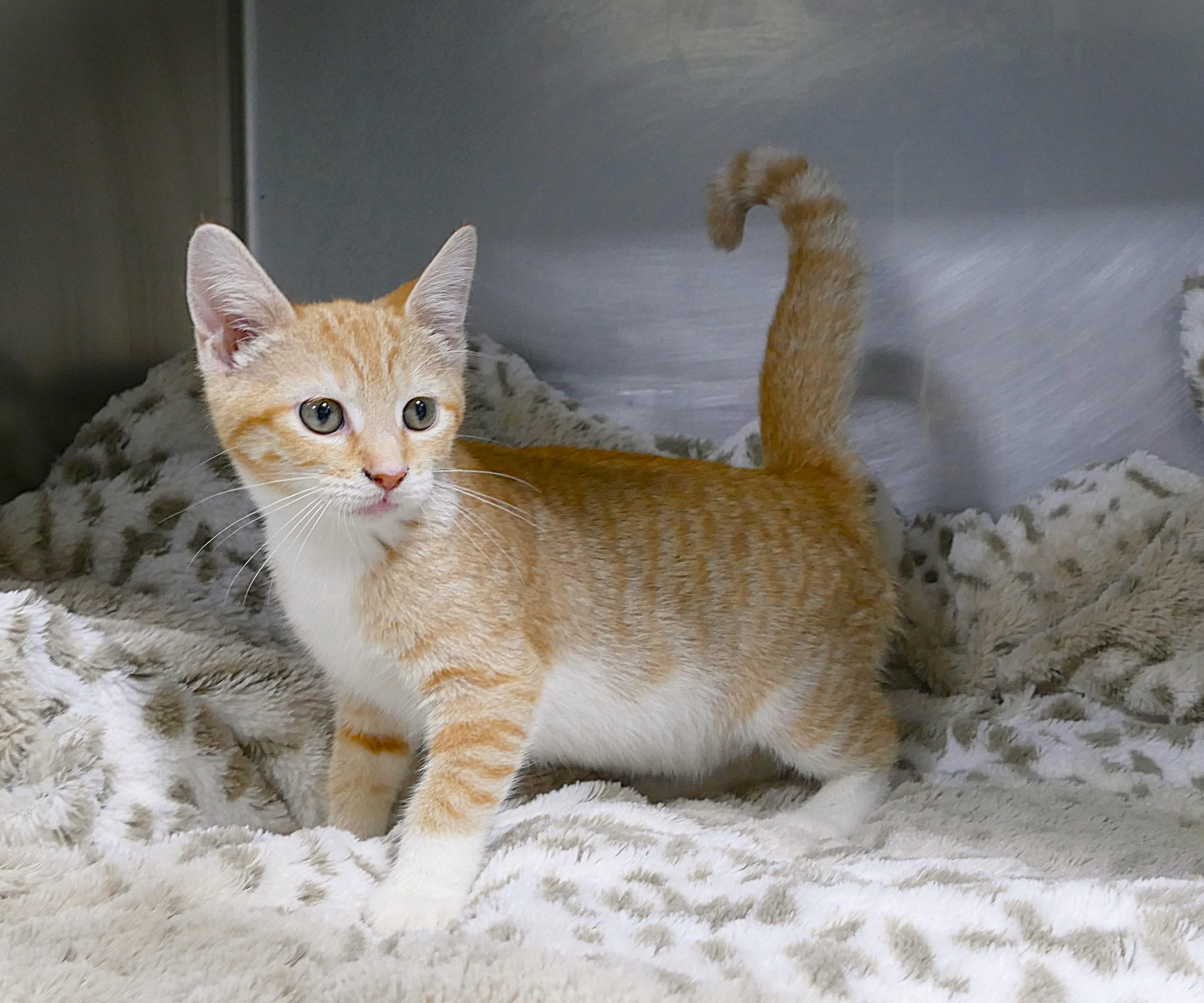 ALAYNA, a ADOPTABLE mixed breed in Beechbottom, WV image 3/4