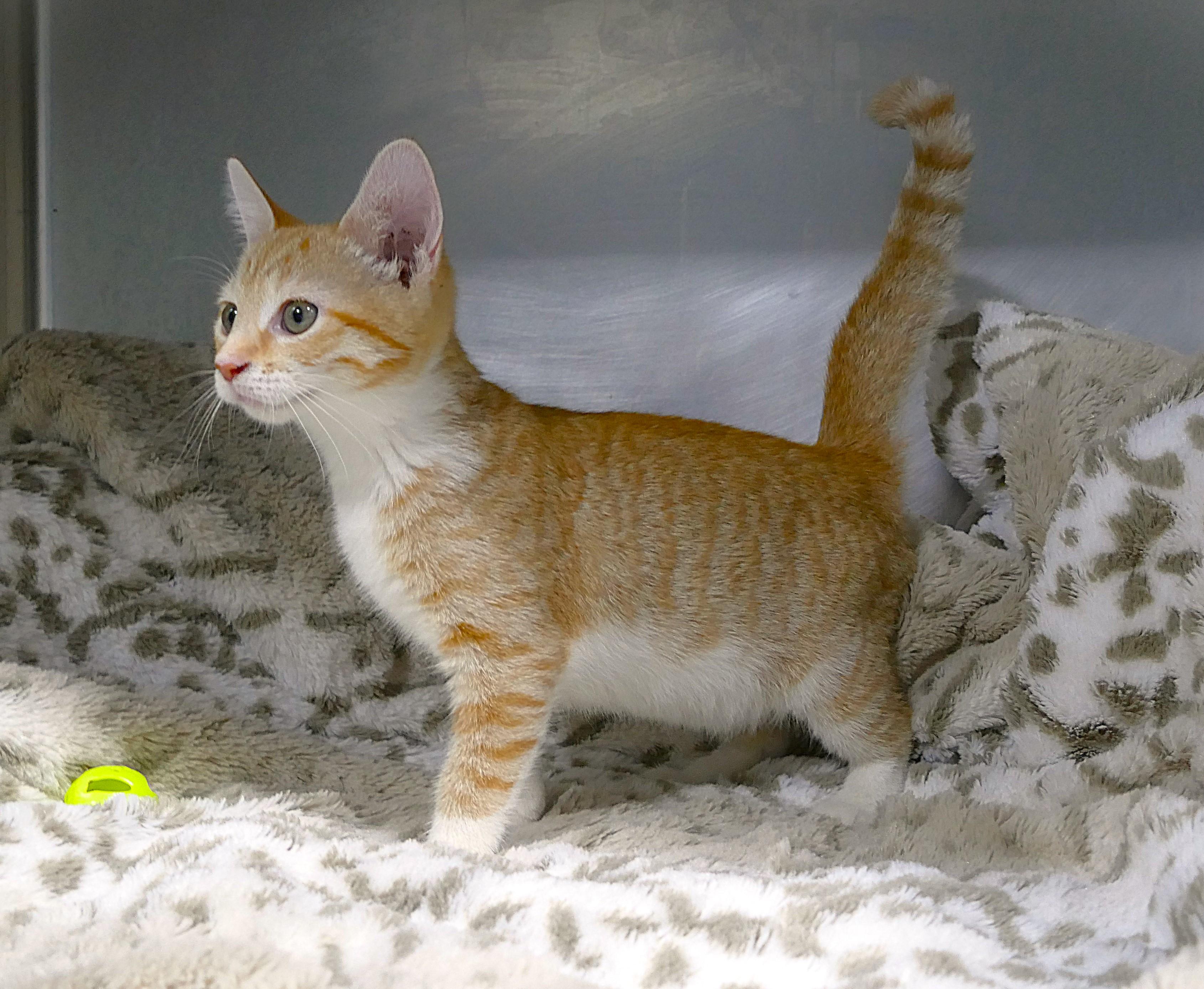 ALAYNA, a ADOPTABLE mixed breed in Beechbottom, WV image 2/4