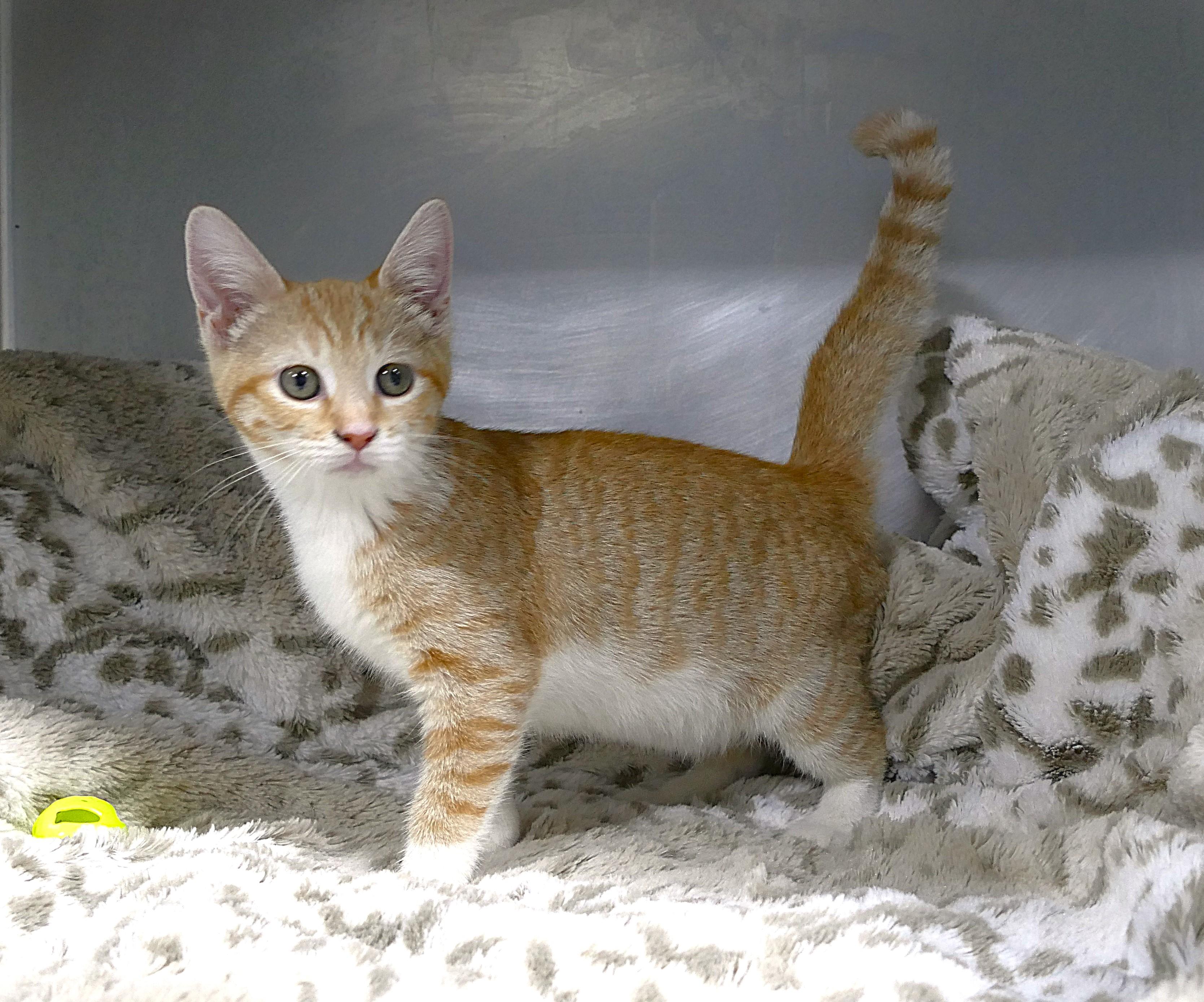 ALAYNA, a ADOPTABLE mixed breed in Beechbottom, WV image 1/4