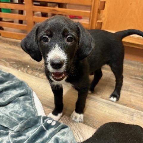 Mercedes, adopted, Puppy Female Retriever.