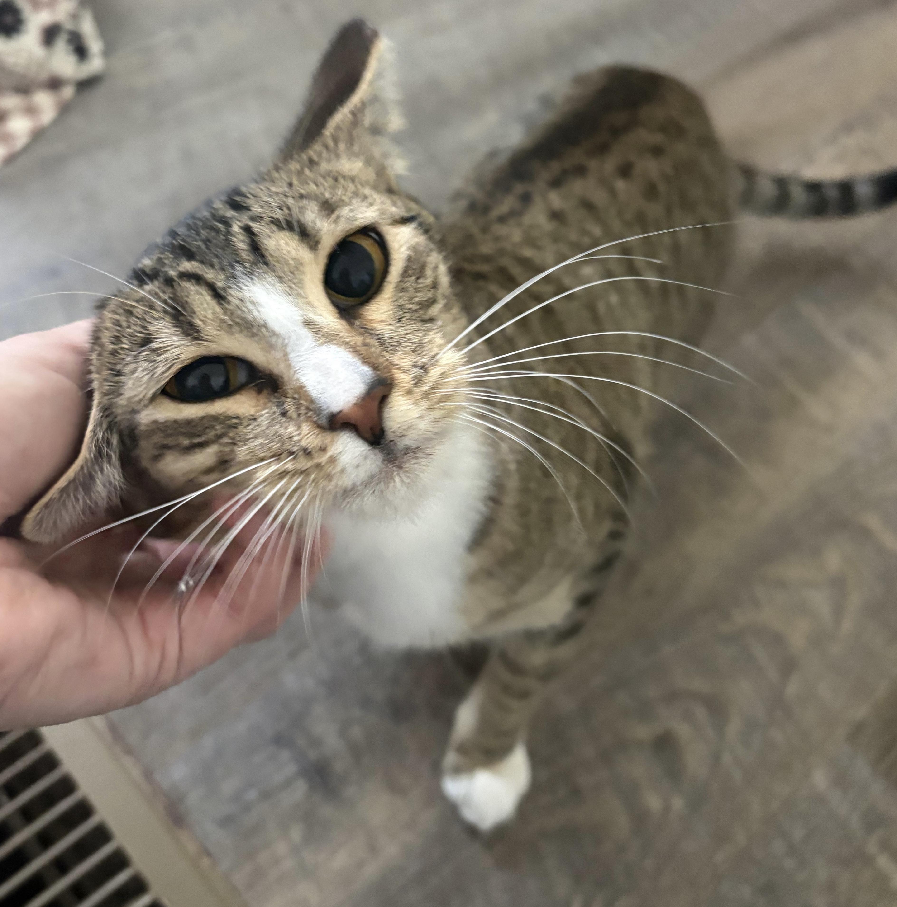 Enlarge Socks, an adopted Domestic Short Hair in Easley, SC image 2/4