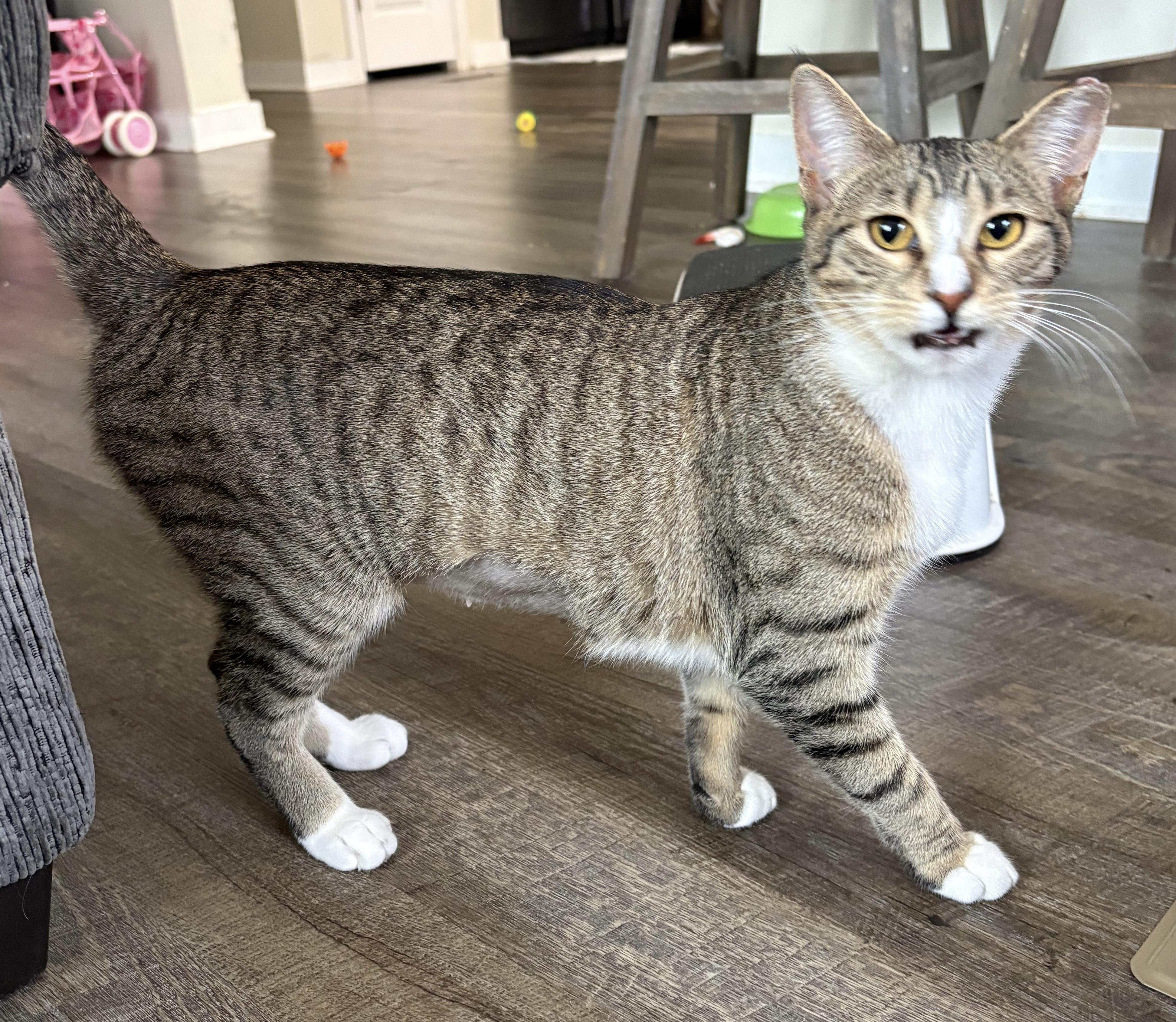 Enlarge Socks, an adopted Domestic Short Hair in Easley, SC image 4/4