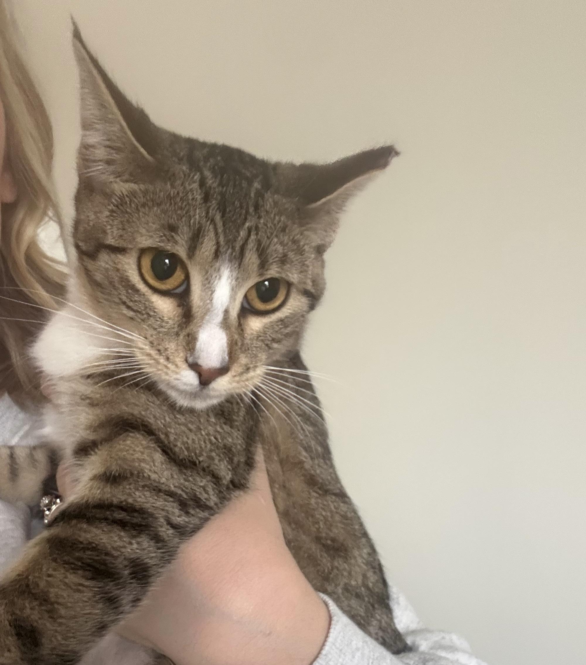 Enlarge Socks, an adopted Domestic Short Hair in Easley, SC image 1/4